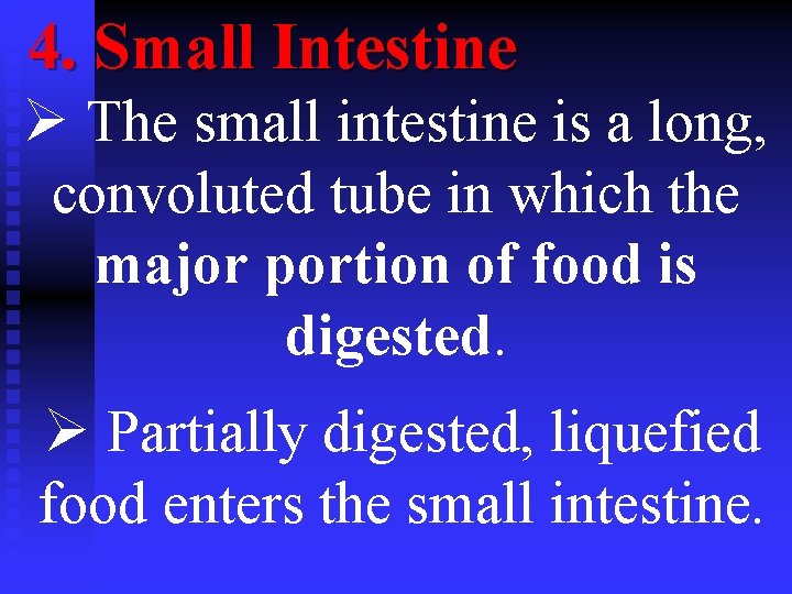 4. Small Intestine Ø The small intestine is a long, convoluted tube in which