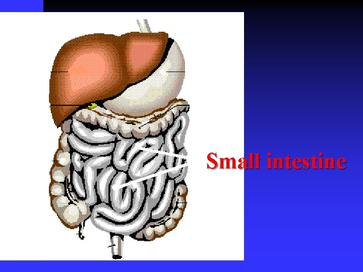 Small intestine 