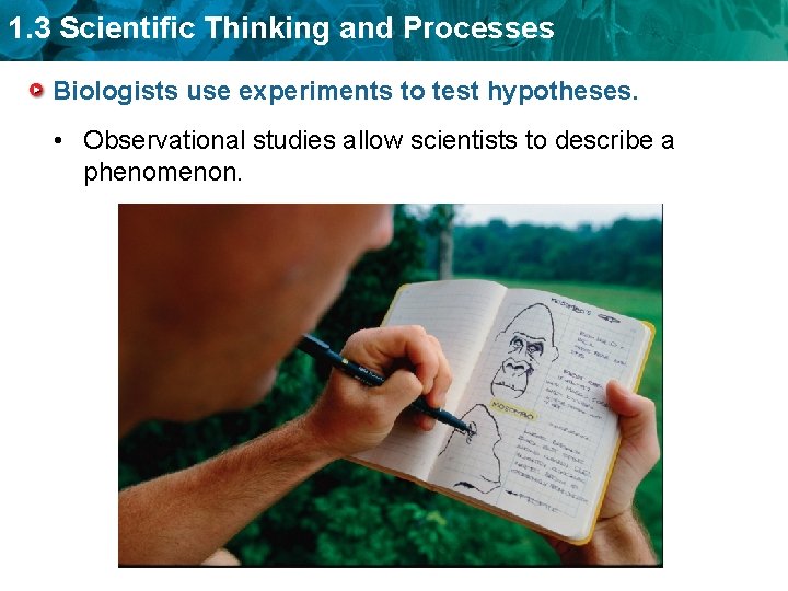 1. 3 Scientific Thinking and Processes Biologists use experiments to test hypotheses. • Observational