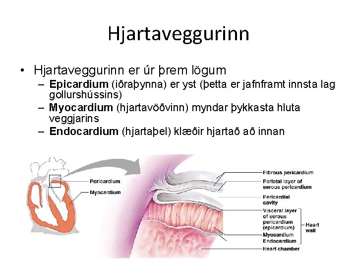 Hjartaveggurinn • Hjartaveggurinn er úr þrem lögum – Epicardium (iðraþynna) er yst (þetta er Hjartaveggurinn • Hjartaveggurinn er úr þrem lögum – Epicardium (iðraþynna) er yst (þetta er