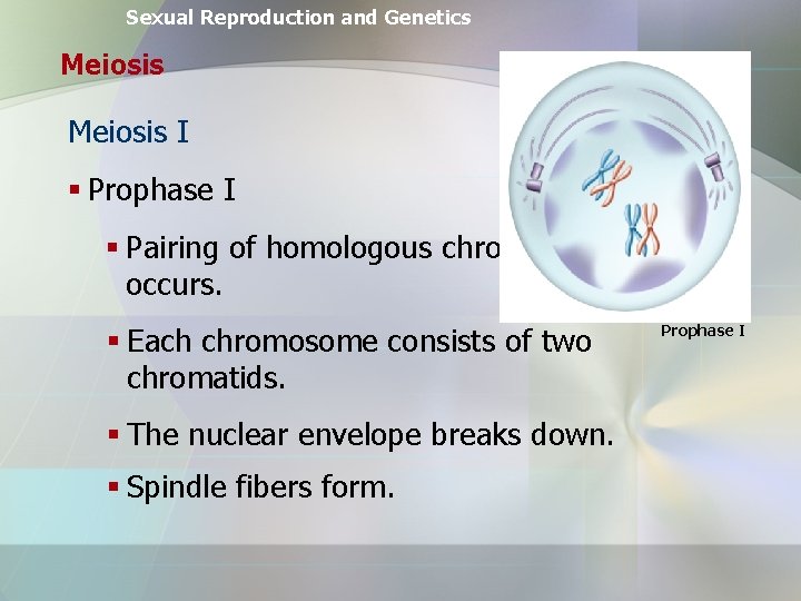 Sexual Reproduction and Genetics Meiosis I § Prophase I § Pairing of homologous chromosomes