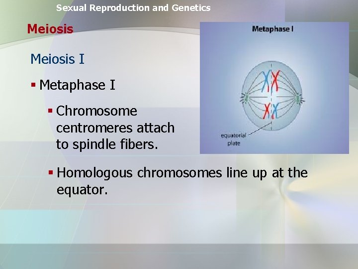 Sexual Reproduction and Genetics Meiosis I § Metaphase I § Chromosome centromeres attach to