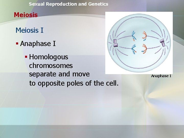 Sexual Reproduction and Genetics Meiosis I § Anaphase I § Homologous chromosomes separate and