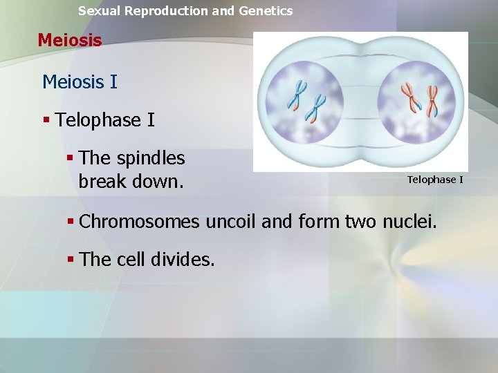 Sexual Reproduction and Genetics Meiosis I § Telophase I § The spindles break down.