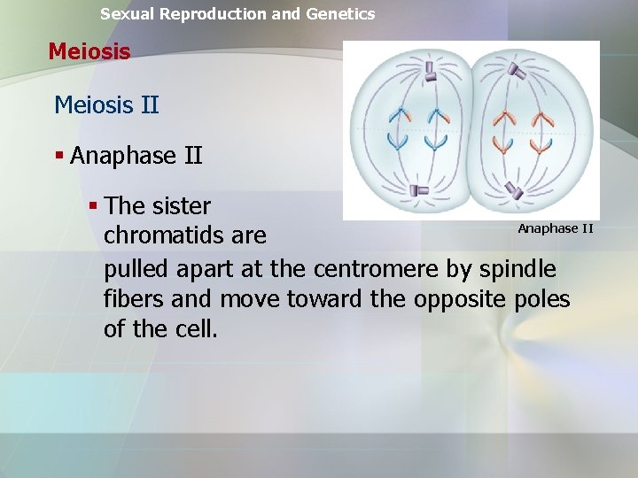 Sexual Reproduction and Genetics Meiosis II § Anaphase II § The sister Anaphase II