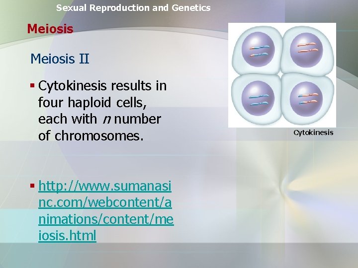 Sexual Reproduction and Genetics Meiosis II § Cytokinesis results in four haploid cells, each