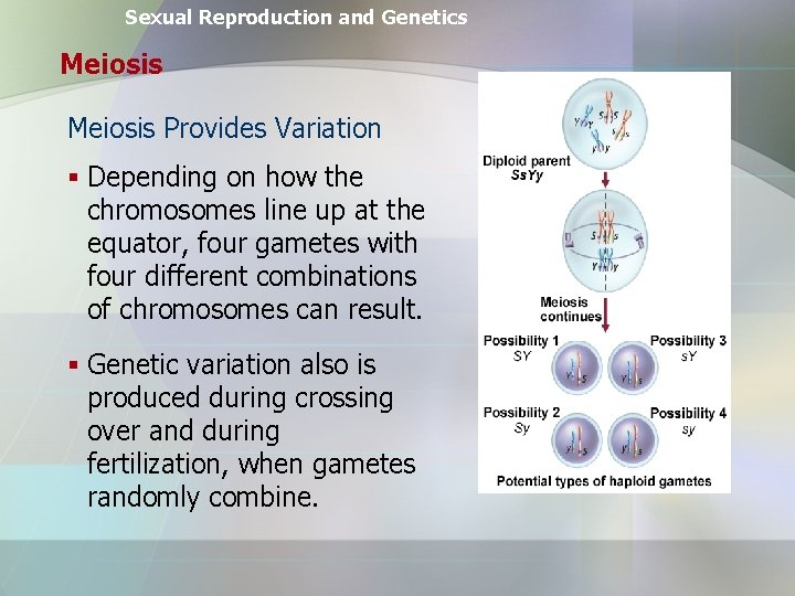 Sexual Reproduction and Genetics Meiosis Provides Variation § Depending on how the chromosomes line