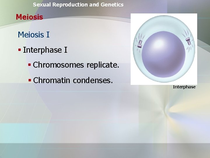 Sexual Reproduction and Genetics Meiosis I § Interphase I § Chromosomes replicate. § Chromatin