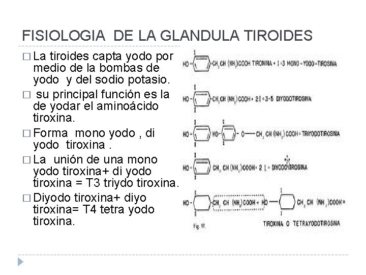 FISIOLOGIA DE LA GLANDULA TIROIDES � La tiroides capta yodo por medio de la