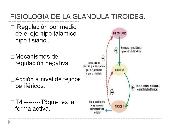 FISIOLOGIA DE LA GLANDULA TIROIDES. � Regulación por medio de el eje hipo talamicohipo