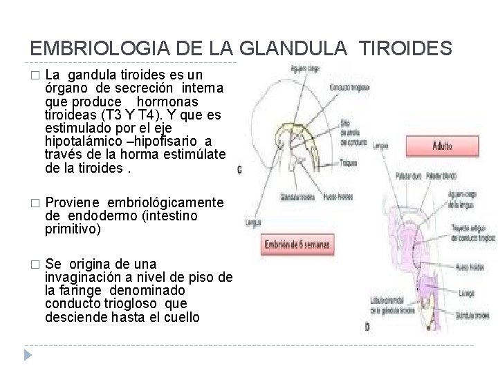 EMBRIOLOGIA DE LA GLANDULA TIROIDES � La gandula tiroides es un órgano de secreción