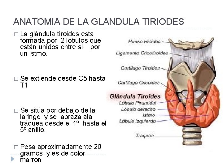 ANATOMIA DE LA GLANDULA TIRIODES � La glándula tiroides esta formada por 2 lóbulos