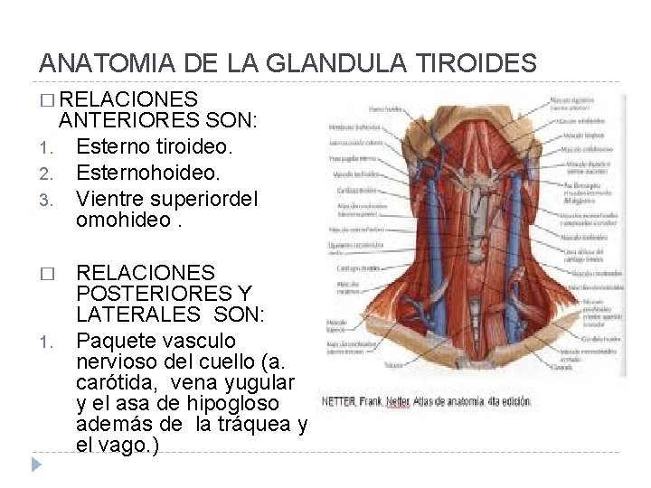 ANATOMIA DE LA GLANDULA TIROIDES � RELACIONES ANTERIORES SON: 1. Esterno tiroideo. 2. Esternohoideo.