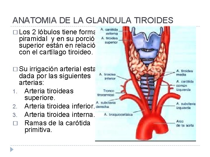 ANATOMIA DE LA GLANDULA TIROIDES � Los 2 lóbulos tiene forma piramidal y en