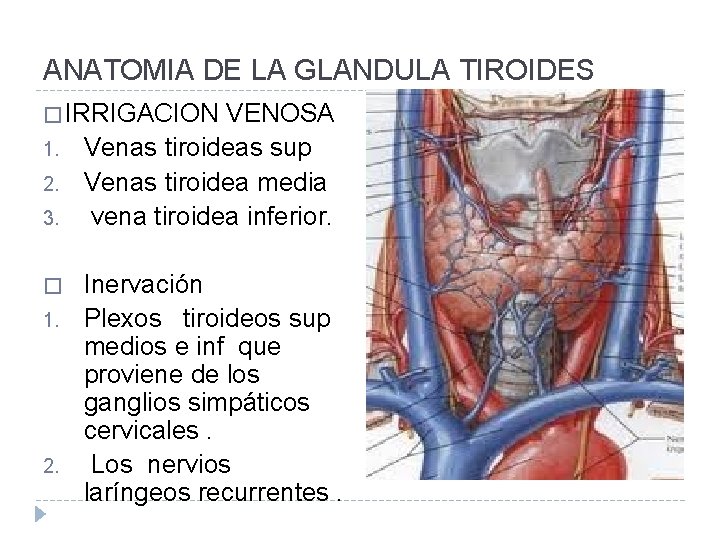 ANATOMIA DE LA GLANDULA TIROIDES � IRRIGACION VENOSA 1. 2. 3. � 1. 2.