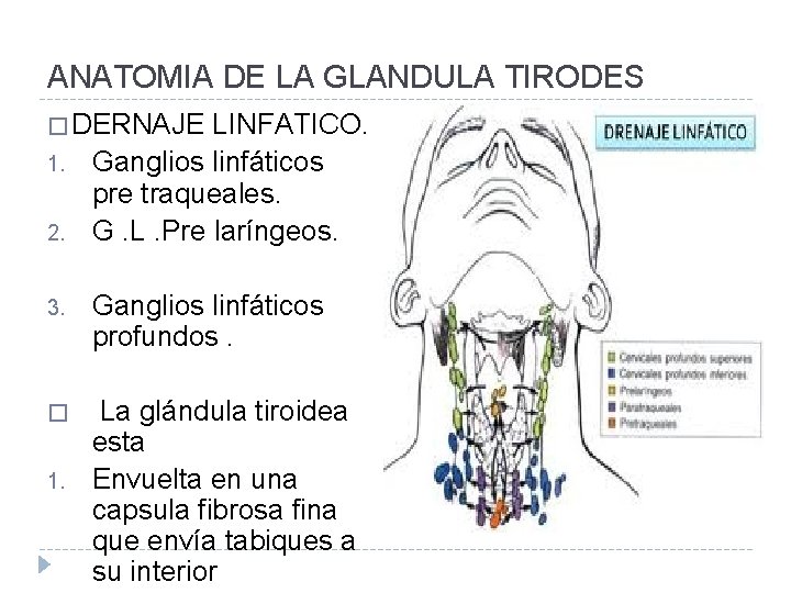 ANATOMIA DE LA GLANDULA TIRODES � DERNAJE LINFATICO. 1. 2. Ganglios linfáticos pre traqueales.