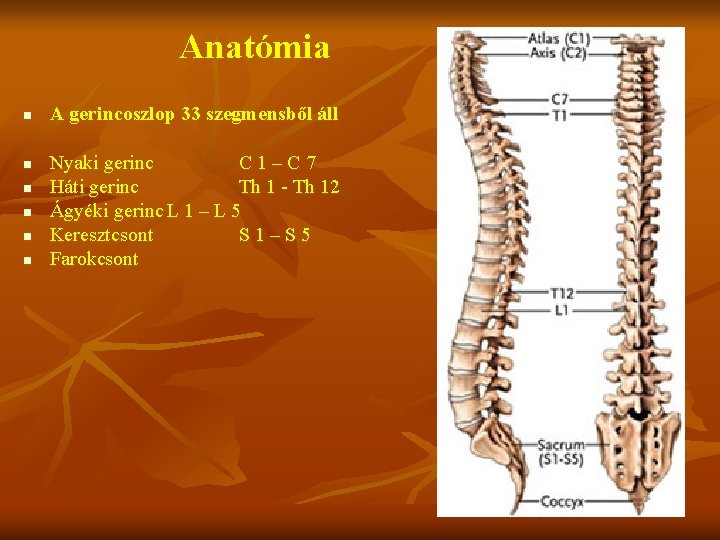 Anatómia n n n A gerincoszlop 33 szegmensből áll Nyaki gerinc C 1–C 7
