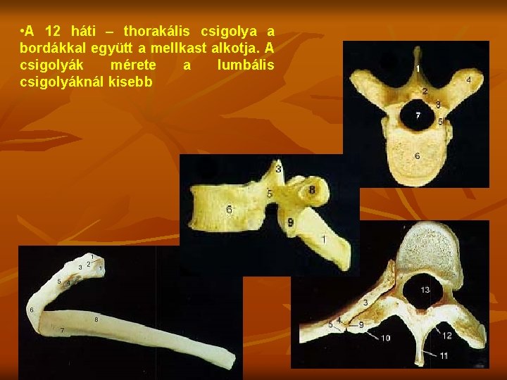  • A 12 háti – thorakális csigolya a bordákkal együtt a mellkast alkotja.