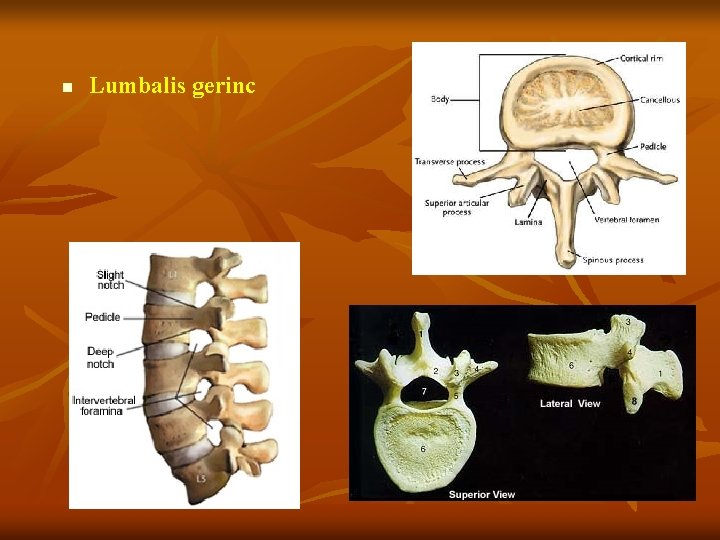 n Lumbalis gerinc 