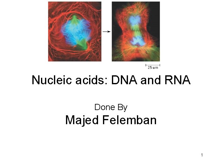 Nucleic acids: DNA and RNA Done By Majed Felemban 1 