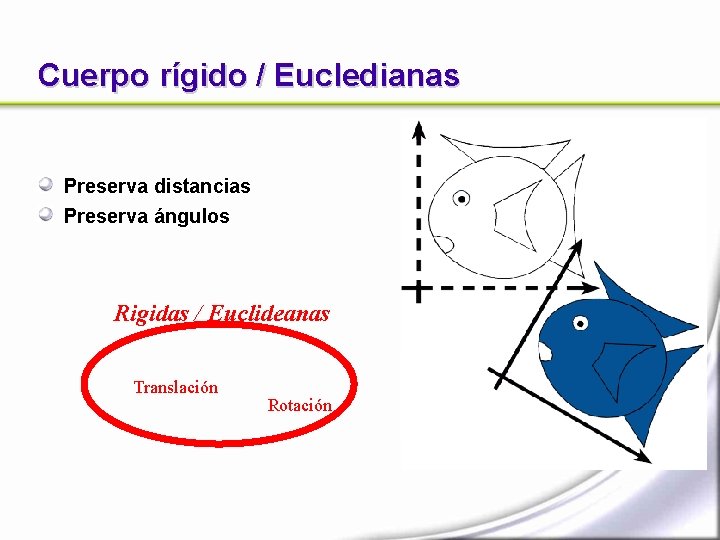 Cuerpo rígido / Eucledianas Preserva distancias Preserva ángulos Rigidas / Euclideanas Translación Rotación 