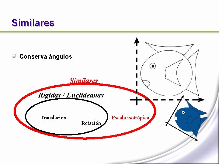 Similares Conserva ángulos Similares Rígidas / Euclideanas Translación Rotación Escala isotrópica 