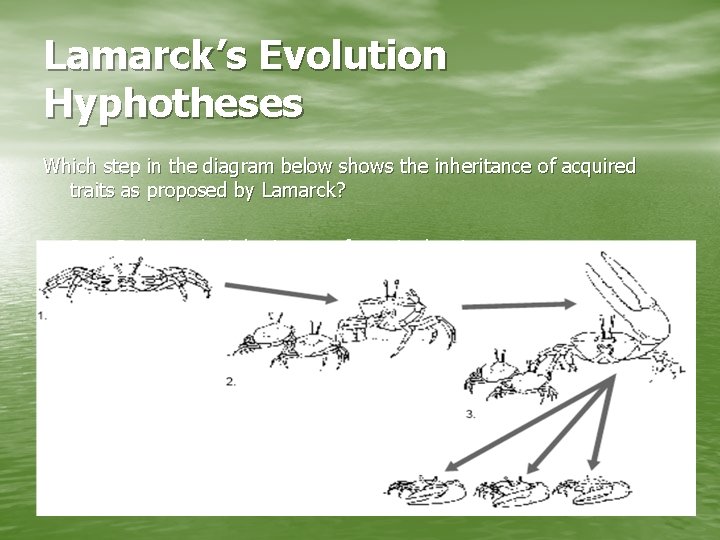 Lamarck’s Evolution Hyphotheses Which step in the diagram below shows the inheritance of acquired