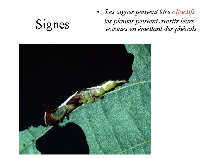 Signes • Les signes peuvent être olfactifs les plantes peuvent avertir leurs voisines en Signes • Les signes peuvent être olfactifs les plantes peuvent avertir leurs voisines en