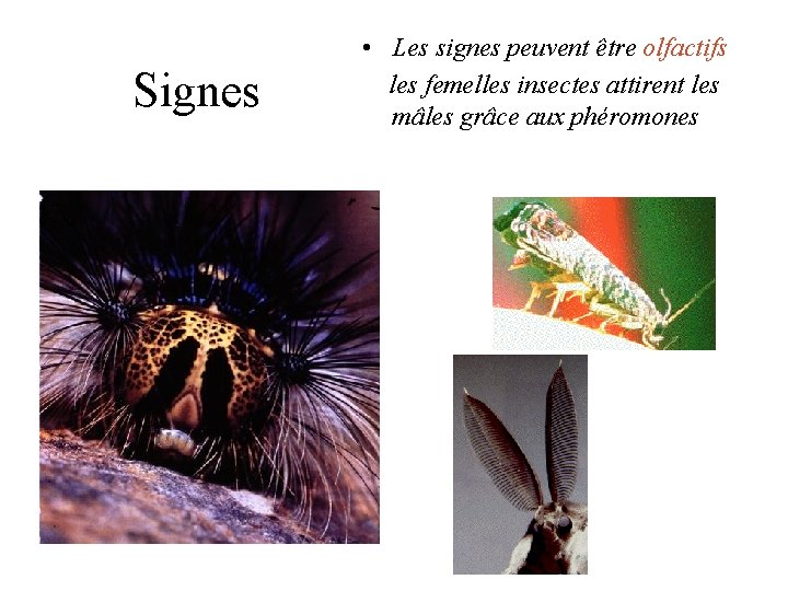 Signes • Les signes peuvent être olfactifs les femelles insectes attirent les mâles grâce Signes • Les signes peuvent être olfactifs les femelles insectes attirent les mâles grâce