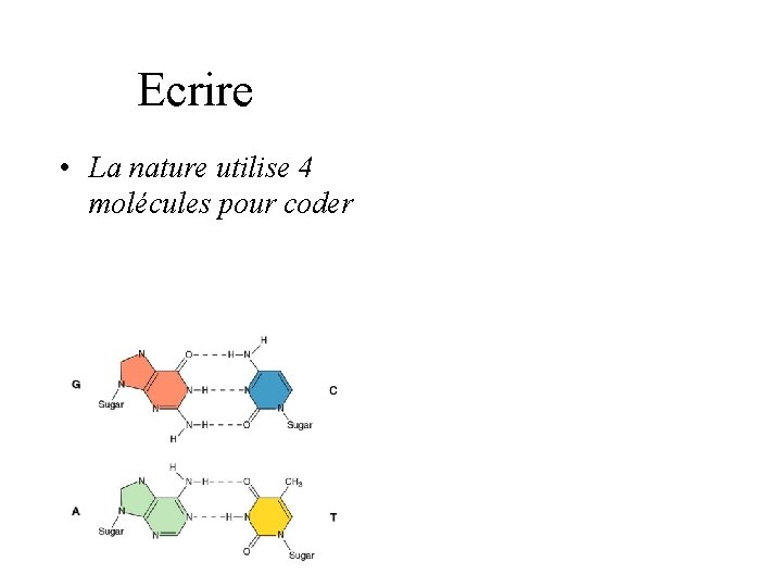 Ecrire • La nature utilise 4 molécules pour coder Ecrire • La nature utilise 4 molécules pour coder