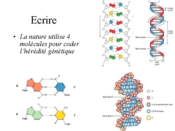 Ecrire • La nature utilise 4 molécules pour coder l’hérédité génétique Ecrire • La nature utilise 4 molécules pour coder l’hérédité génétique