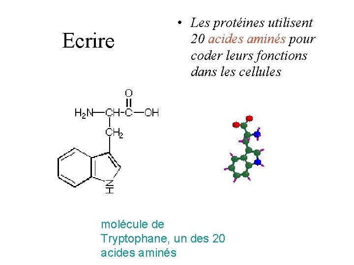 Ecrire • Les protéines utilisent 20 acides aminés pour coder leurs fonctions dans les Ecrire • Les protéines utilisent 20 acides aminés pour coder leurs fonctions dans les