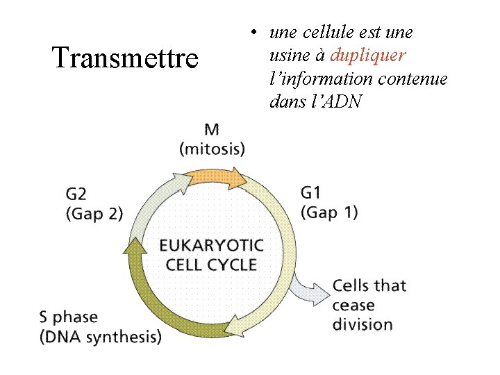 Transmettre • une cellule est une usine à dupliquer l’information contenue dans l’ADN Transmettre • une cellule est une usine à dupliquer l’information contenue dans l’ADN
