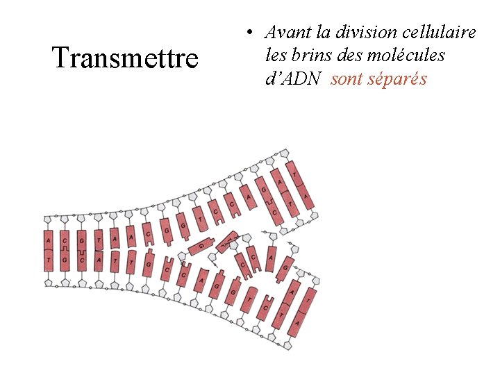 Transmettre • Avant la division cellulaire les brins des molécules d’ADN sont séparés Transmettre • Avant la division cellulaire les brins des molécules d’ADN sont séparés