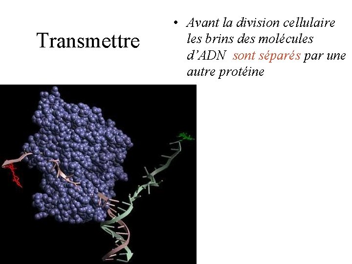 Transmettre • Avant la division cellulaire les brins des molécules d’ADN sont séparés par Transmettre • Avant la division cellulaire les brins des molécules d’ADN sont séparés par