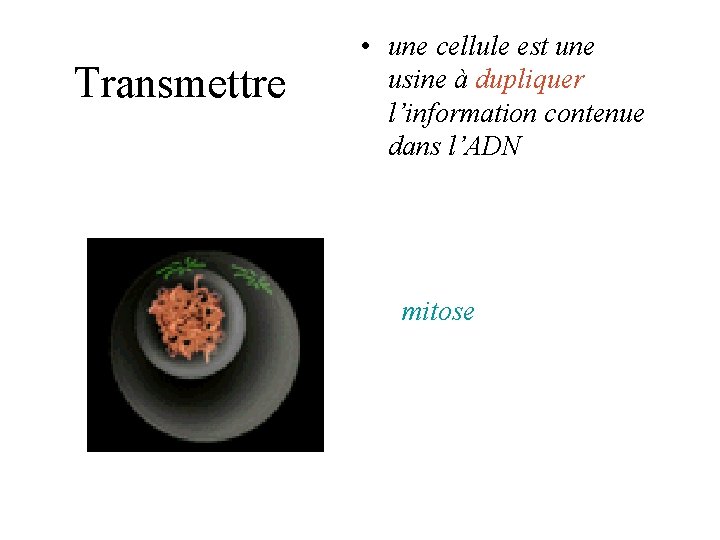 Transmettre • une cellule est une usine à dupliquer l’information contenue dans l’ADN mitose Transmettre • une cellule est une usine à dupliquer l’information contenue dans l’ADN mitose