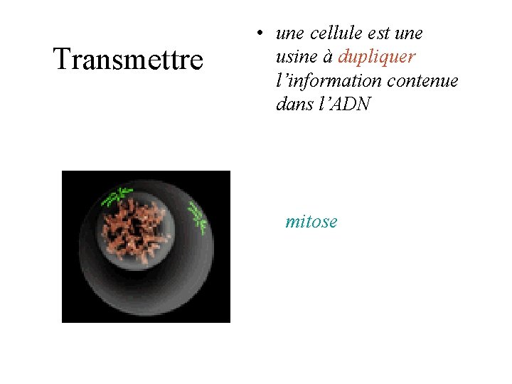 Transmettre • une cellule est une usine à dupliquer l’information contenue dans l’ADN mitose Transmettre • une cellule est une usine à dupliquer l’information contenue dans l’ADN mitose