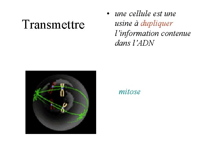 Transmettre • une cellule est une usine à dupliquer l’information contenue dans l’ADN mitose Transmettre • une cellule est une usine à dupliquer l’information contenue dans l’ADN mitose