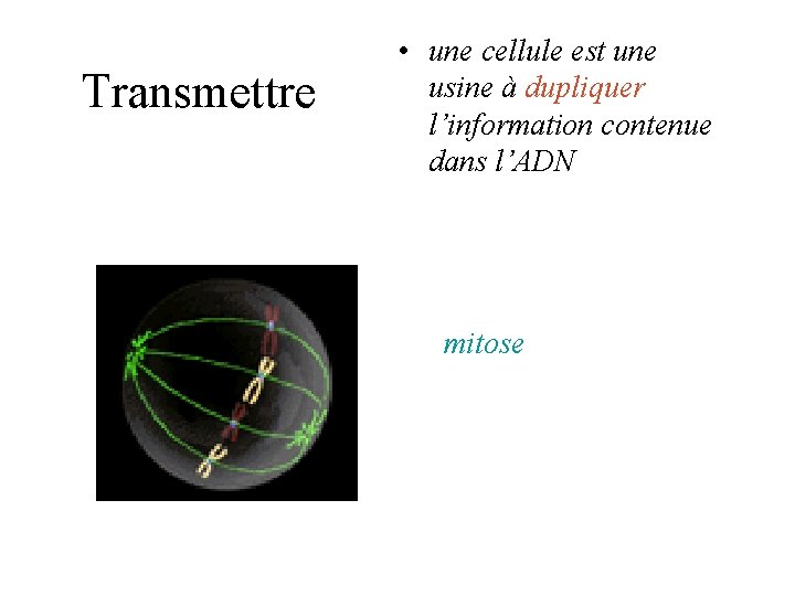 Transmettre • une cellule est une usine à dupliquer l’information contenue dans l’ADN mitose Transmettre • une cellule est une usine à dupliquer l’information contenue dans l’ADN mitose