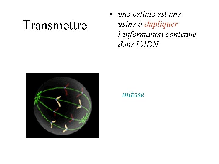 Transmettre • une cellule est une usine à dupliquer l’information contenue dans l’ADN mitose Transmettre • une cellule est une usine à dupliquer l’information contenue dans l’ADN mitose