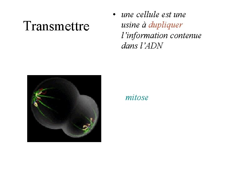 Transmettre • une cellule est une usine à dupliquer l’information contenue dans l’ADN mitose Transmettre • une cellule est une usine à dupliquer l’information contenue dans l’ADN mitose