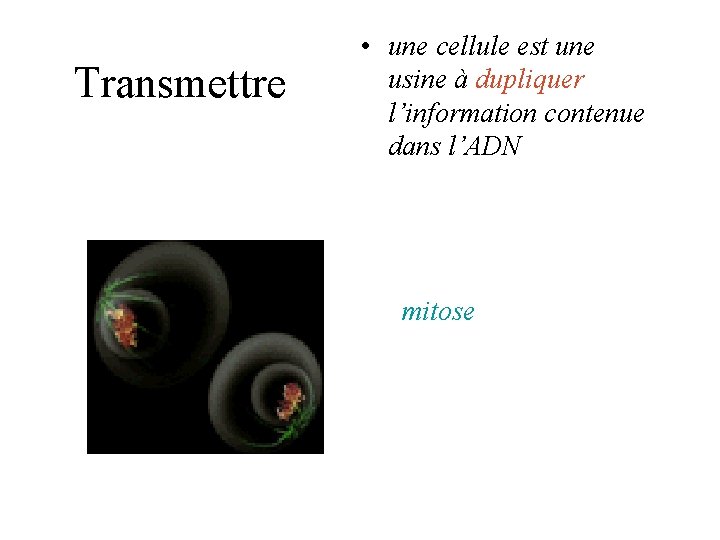 Transmettre • une cellule est une usine à dupliquer l’information contenue dans l’ADN mitose Transmettre • une cellule est une usine à dupliquer l’information contenue dans l’ADN mitose