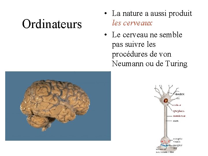 Ordinateurs • La nature a aussi produit les cerveaux • Le cerveau ne semble Ordinateurs • La nature a aussi produit les cerveaux • Le cerveau ne semble