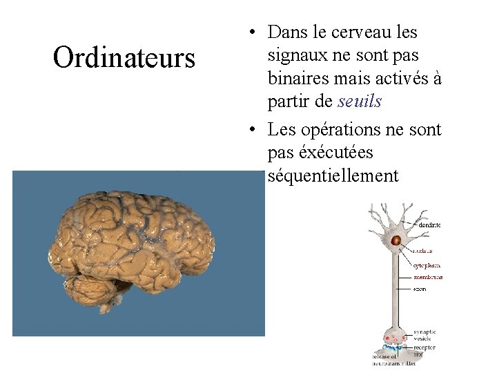 Ordinateurs • Dans le cerveau les signaux ne sont pas binaires mais activés à Ordinateurs • Dans le cerveau les signaux ne sont pas binaires mais activés à