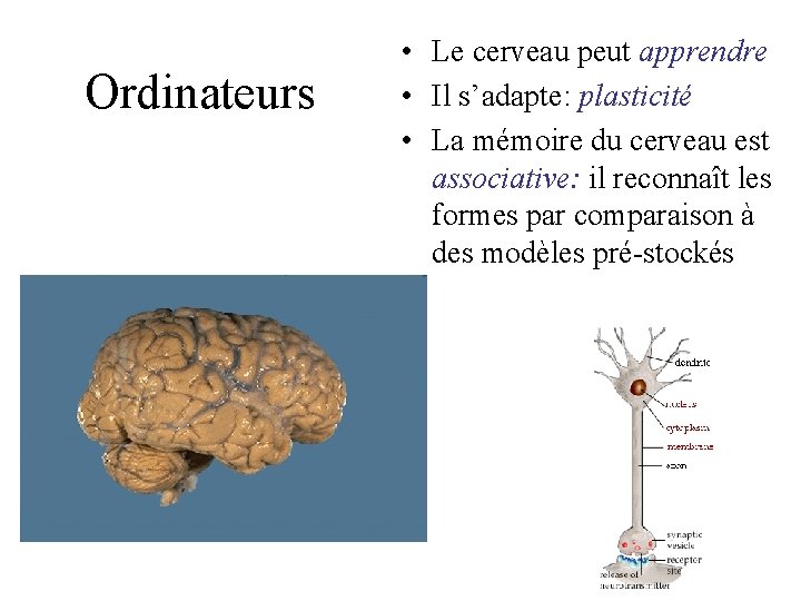 Ordinateurs • Le cerveau peut apprendre • Il s’adapte: plasticité • La mémoire du Ordinateurs • Le cerveau peut apprendre • Il s’adapte: plasticité • La mémoire du