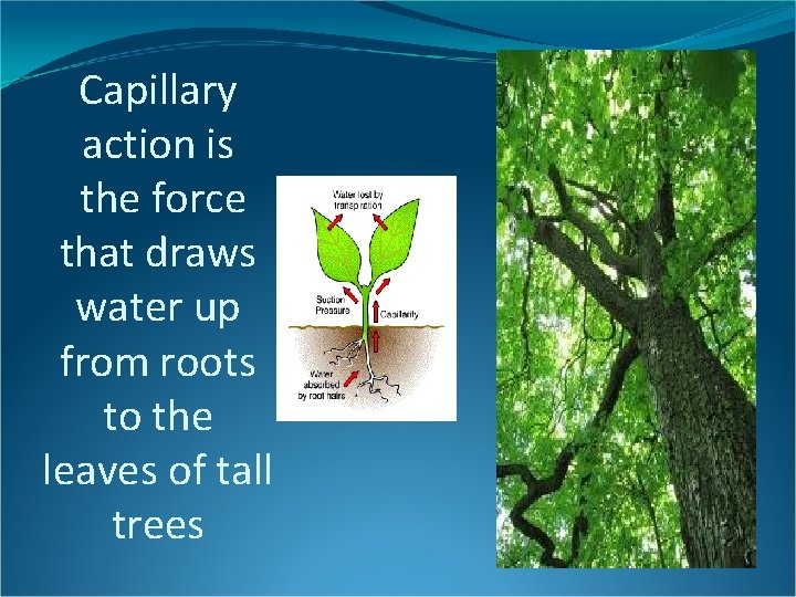 Capillary action is the force that draws water up from roots to the leaves