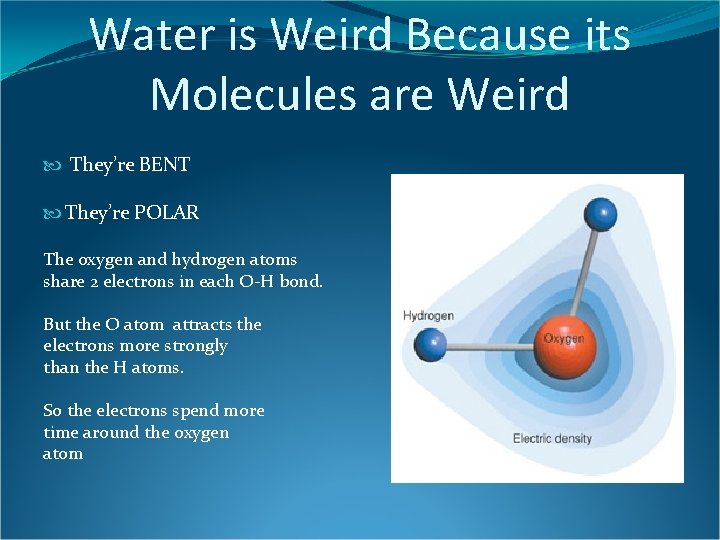 Water is Weird Because its Molecules are Weird They’re BENT They’re POLAR The oxygen