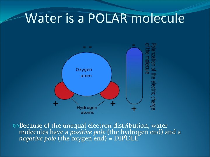 Water is a POLAR molecule Because of the unequal electron distribution, water molecules have