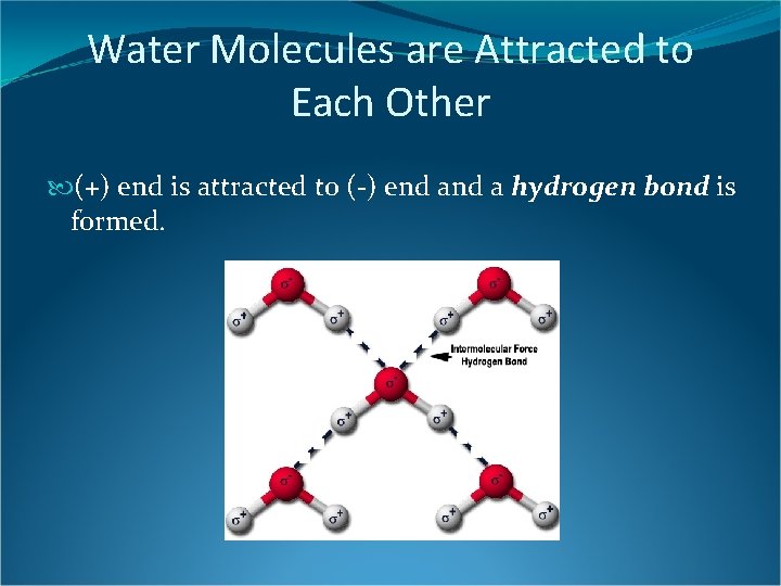 Water Molecules are Attracted to Each Other (+) end is attracted to (-) end