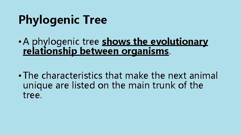 Phylogenic Tree • A phylogenic tree shows the evolutionary relationship between organisms. • The